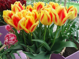Beauty of Spring